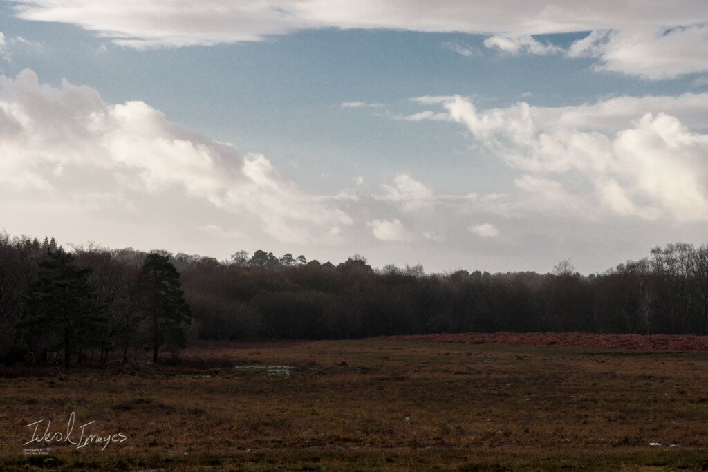 The New Forest - XF90mm (ISO200 1/250th F8.0)